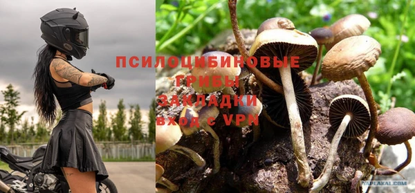 прущие грибы Ростов